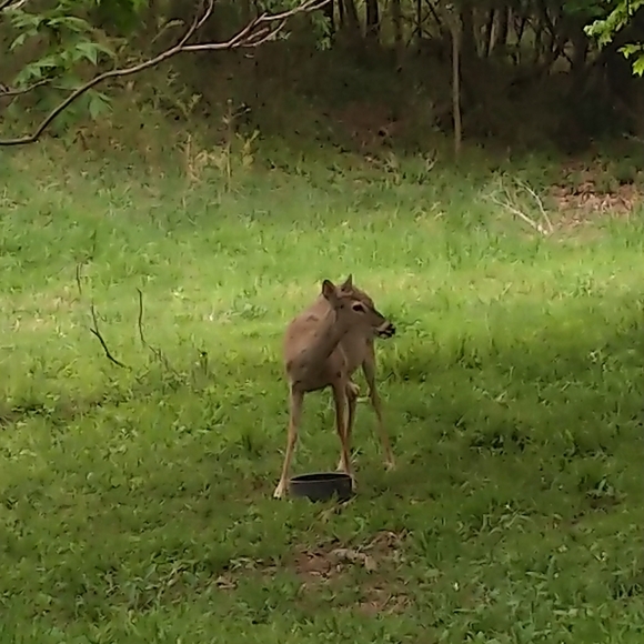 @thecatshack is live! Pop in and say Hi! - Picture 7 of 11